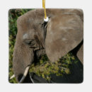 Suche nach afrikanischer elefant ornamente Wild