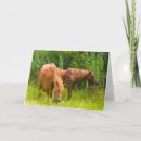 Suche nach assateague karten Pony