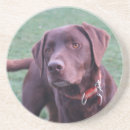 Suche nach schokolade labrador untersetzer Hunde