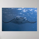 Suche nach nusa poster Indonesien