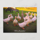 Suche nach niedliche enten postkarten Vögel