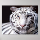 Suche nach weißer tiger poster Wilde katzen