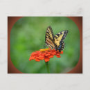 Suche nach schmetterling postkarten Fehler