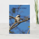 Suche nach chickadee karten Schwarzkicherpflücke