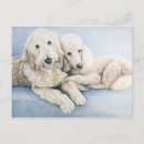 Suche nach standard postkarten Poodle