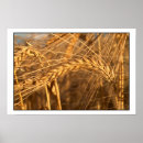 Suche nach weizen poster Mais