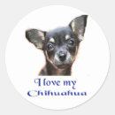 Suche nach chihuahua aufkleber Liebe