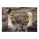 Suche nach albatros poster Insel