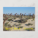 Suche nach algarve postkarten Strand