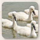Suche nach schwanz untersetzer Schwimmbad