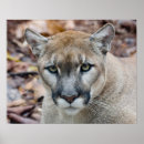 Suche nach cougar poster Wildlife