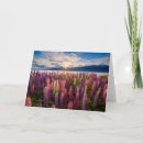 Suche nach neuseeland karten Lupine
