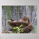 Suche nach schilfe poster Natur