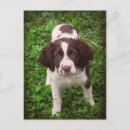 Suche nach english springer spaniel poster Welpe
