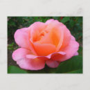 Suche nach englische rosen postkarten Rosa
