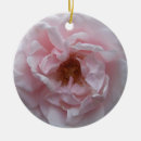 Suche nach die rosen ornamente Rosa rose