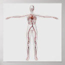 Suche nach sinus poster Intrizenz