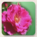 Suche nach musik untersetzer Blume