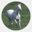 Suche nach stute aufkleber Foto