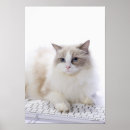 Suche nach ragdoll katzen poster Katzenfotografie