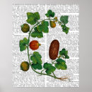 Suche nach squash poster Weinrebe