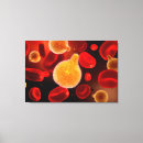 Suche nach eukaryote poster Biologie