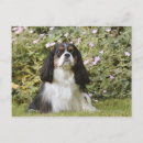 Suche nach spaniel postkarten Blume