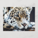 Suche nach katzen als menschen postkarten Tier