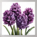 Suche nach hyazinthen poster Blume
