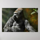 Suche nach silverback gorilla poster Primat