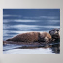 Suche nach seeotter poster Baby
