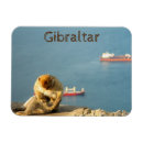 Suche nach gibraltar magnete Affe