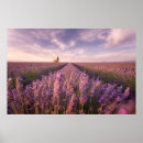 Suche nach lavendel blumen poster Szenerien natur