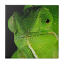 Suche nach schulter fliesen Tier