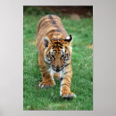 Suche nach afrikanischer tiger poster Tier