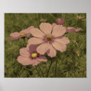 Suche nach rosa gänseblümchen poster Vintage