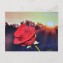 Suche nach orange rosen postkarten Aquarell