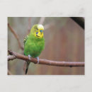 Suche nach budgie postkarten Parkett
