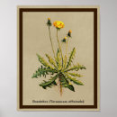 Suche nach taraxacum poster Dandelion