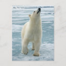 Suche nach svalbard postkarten Eis