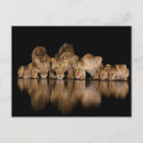 Suche nach wasserloch poster Kenia