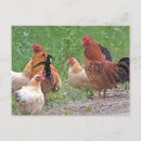 Suche nach chicken postkarten Hen