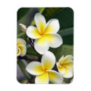 Suche nach frangipani magnete Pflanze