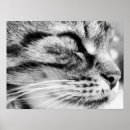 Suche nach niedliche gesichter poster Kätzchen