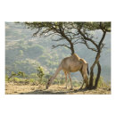 Suche nach salalah Fauna