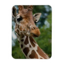 Suche nach wildtiere magnete Giraffe