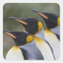 Suche nach island aufkleber Vogelvogel