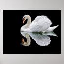 Suche nach weiße schwäne poster Vogel