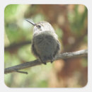 Suche nach kolibri aufkleber Niedlich