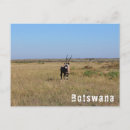 Suche nach oryx postkarten Savanne